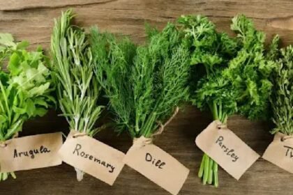 Herbciepscam