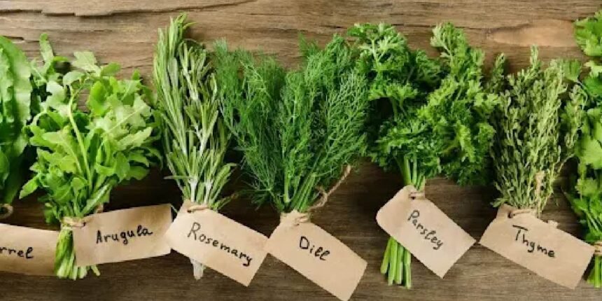 Herbciepscam