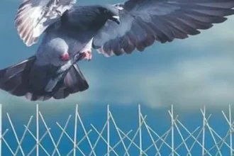 Bird Control Service Near Me