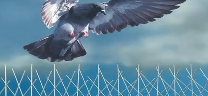 Bird Control Service Near Me