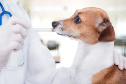 Dog Vaccinations