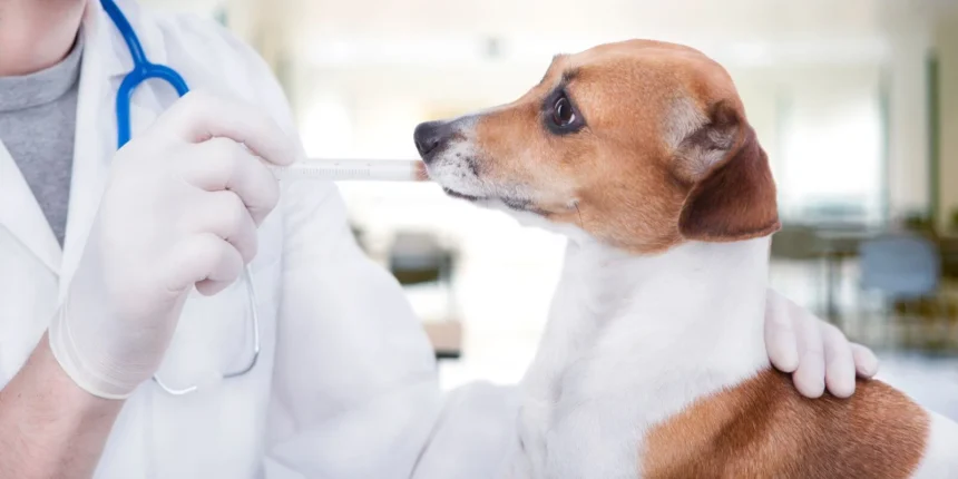 Dog Vaccinations