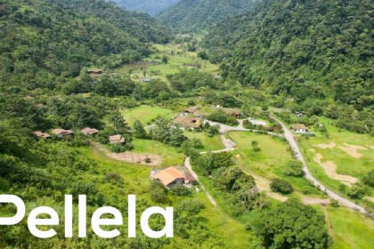 Pellela
