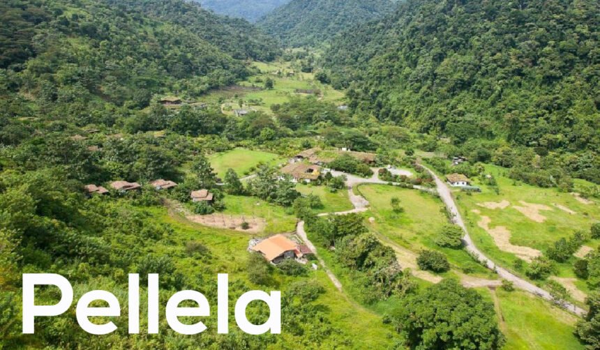 Pellela