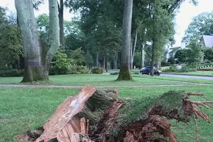 Stump Grinding