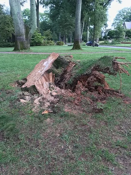 Stump Grinding