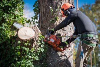 BW Tree Removal's Mission