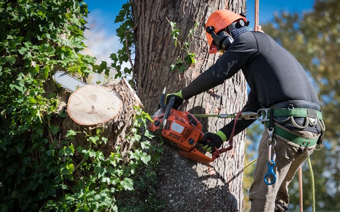 BW Tree Removal's Mission