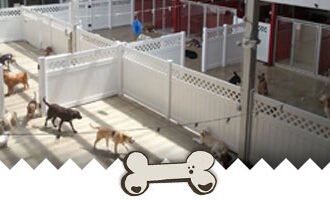 Dog Bathing