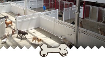 Dog Bathing