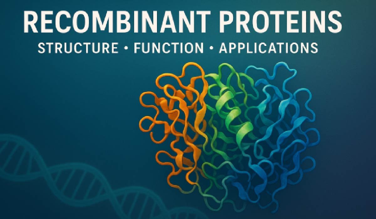 Recombinant Proteins – Structure, Function, and Applications - Four ...