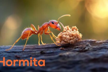 Hormita