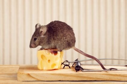 Professional Rodent Removal