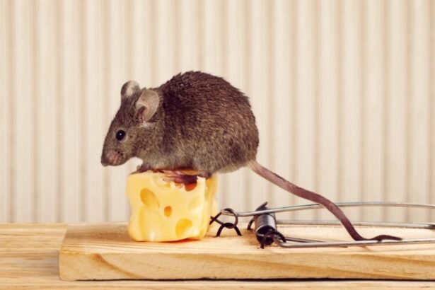 Professional Rodent Removal