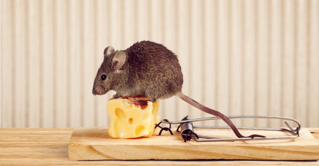 Professional Rodent Removal